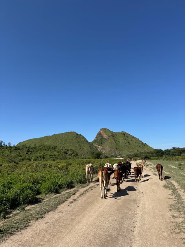 Cow Road