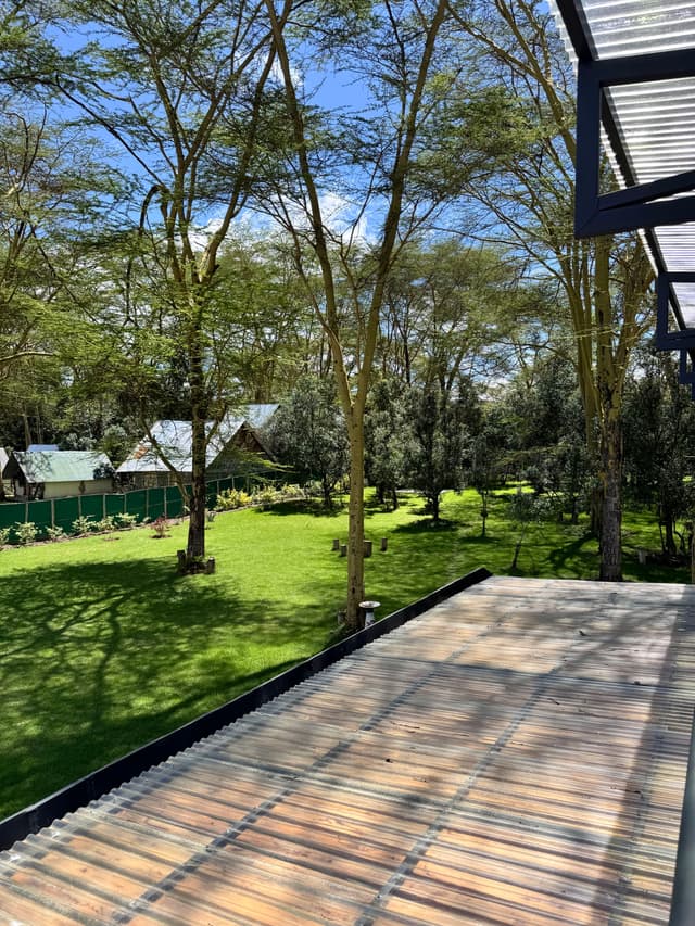 Acacia umbrella